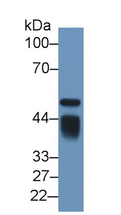 12503