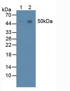 4981
