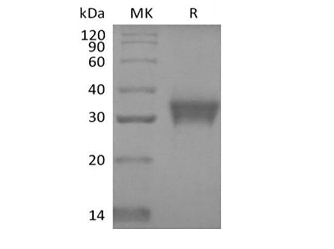 Валидация Elabscience PKSH033893(4125)