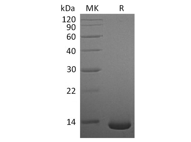 Валидация Elabscience PKSR030454(5769)