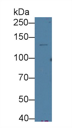 64279