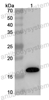 Валидация AntibodySystem PHB22701