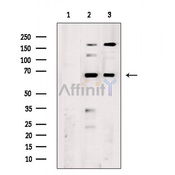 Валидация Affinity DF4559 - 16149