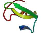 Caspase 11 (CASP11)