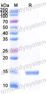 Валидация SDS-PAGE - AntibodySystem RHH08201