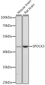 Валидация Elabscience E-AB-65971