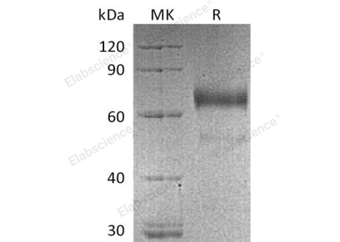 Валидация Elabscience PKSH032674(3108)