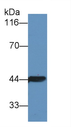 22154