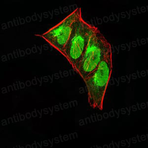Валидация IF - AntibodySystem RHE45604