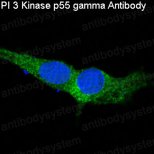 Валидация IF - AntibodySystem RHN60301