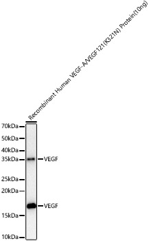 A23759, вестерн-блоттинг, рекомбинантный белок VEGF-A/VEGF121(K321N) (8696)
