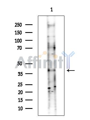 Валидация Affinity DF15649 - 12080