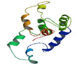 Myosin Light Chain 2, Regulatory, Cardiac (MYL2)