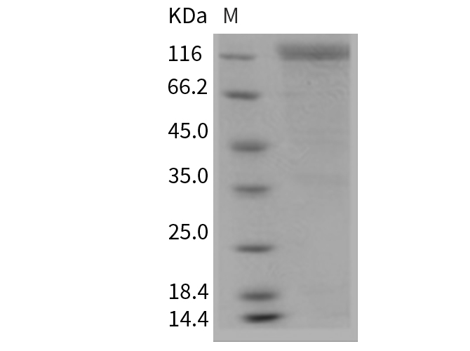 Валидация Elabscience PKSM040282(4295)