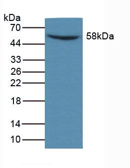 6383