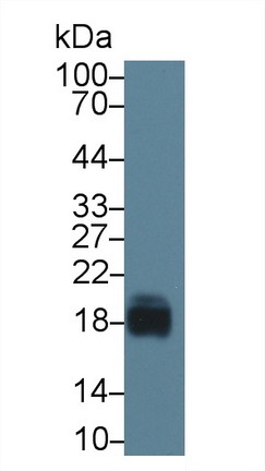10057