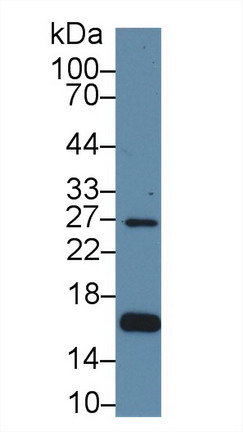9729