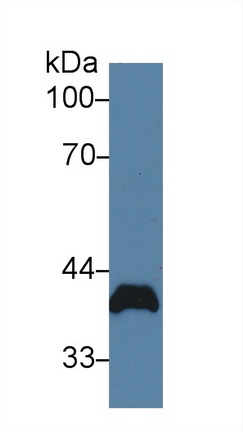9449