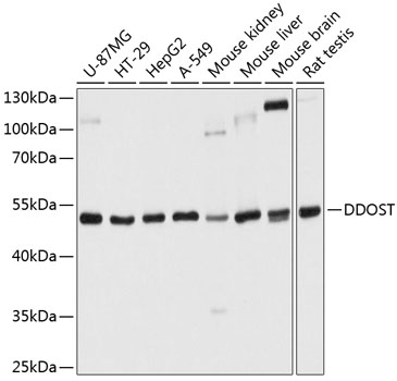 Валидация Elabscience E-AB-63923