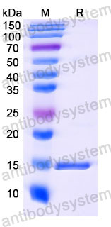 Валидация SDS-PAGE - AntibodySystem RHA36701