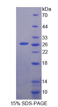 54150