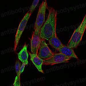 Валидация IF - AntibodySystem RHB65101