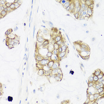 Валидация Elabscience E-AB-63884