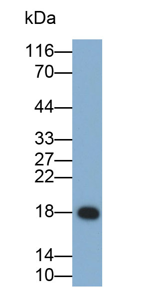 32046