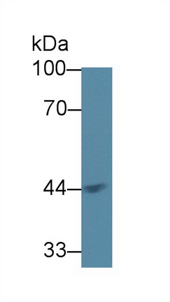 12827