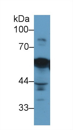 10685