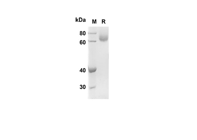 Валидация Elabscience PDMH100211(838)