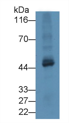 4826