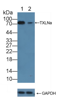 12126