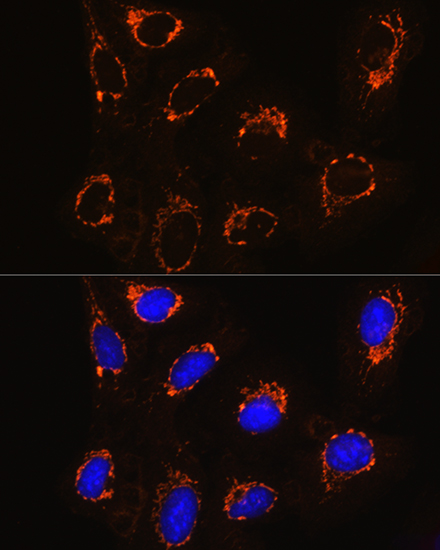 A1568, иммунофлуоресцентный анализ, клетки U2OS (6391)