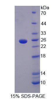 55903
