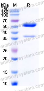 EHD42702, SDS-PAGE