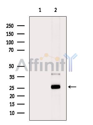 Валидация Affinity DF16044 - 12597