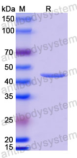 Валидация SDS-PAGE - AntibodySystem RVV13405