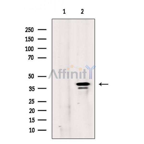 Валидация Affinity DF10038 - 5493