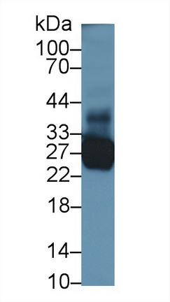 13312