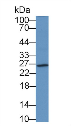3886