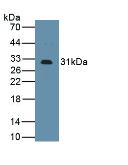 62333