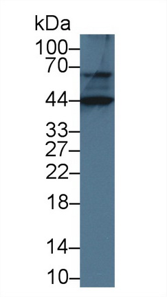 12497