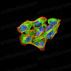 Валидация IF - AntibodySystem RHN94501