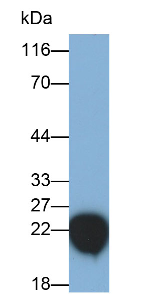 32034