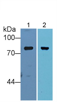 12012