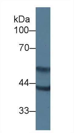 62659