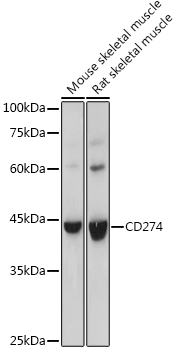 Валидация Elabscience E-AB-92259