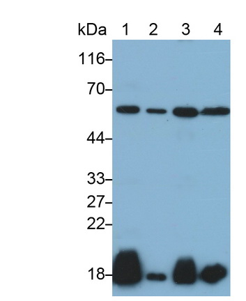 36187