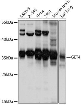 Валидация Elabscience E-AB-91465